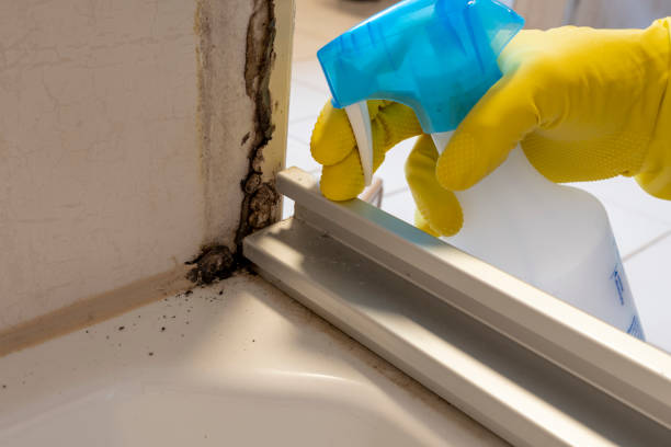 Best Local Mold Removal Service  in Rainbow Park, FL