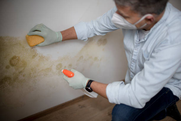 Best Mold Damage Repair  in Rainbow Park, FL