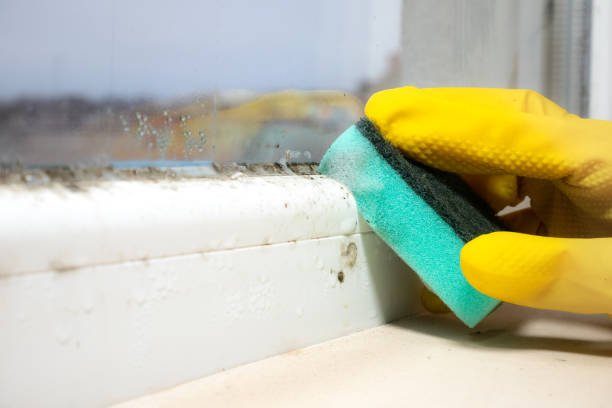 Best Professional Mold Removal  in Rainbow Park, FL