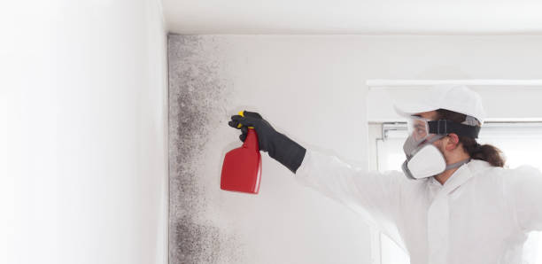 Professional Mold Removal in Rainbow Park, FL